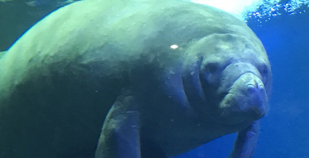 Mote Marine manatees make Super Bowl LVI prediction