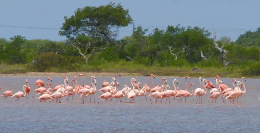 Why are Flamingos Pink? And Other Flamingo Facts  Smithsonian's National  Zoo and Conservation Biology Institute