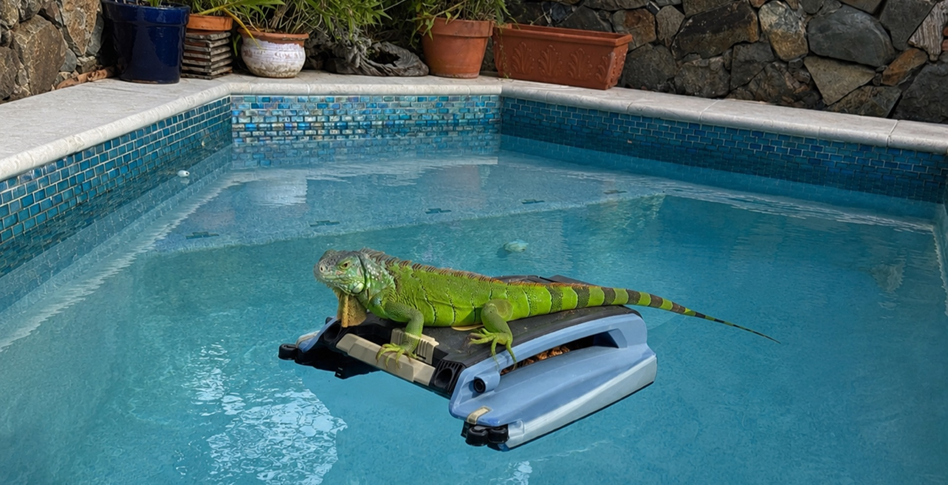An Iguana in my Garden