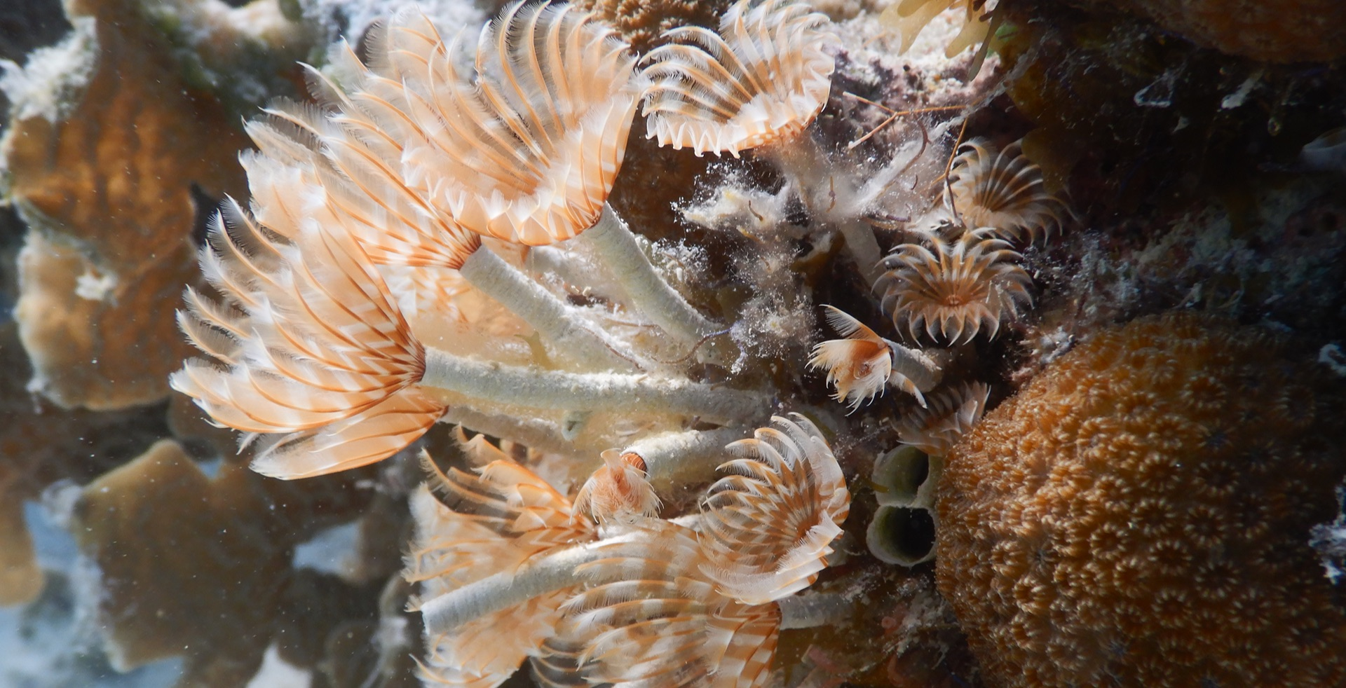 Tube Worms, Graceful Inhabitants of the Caribbean Underwater World